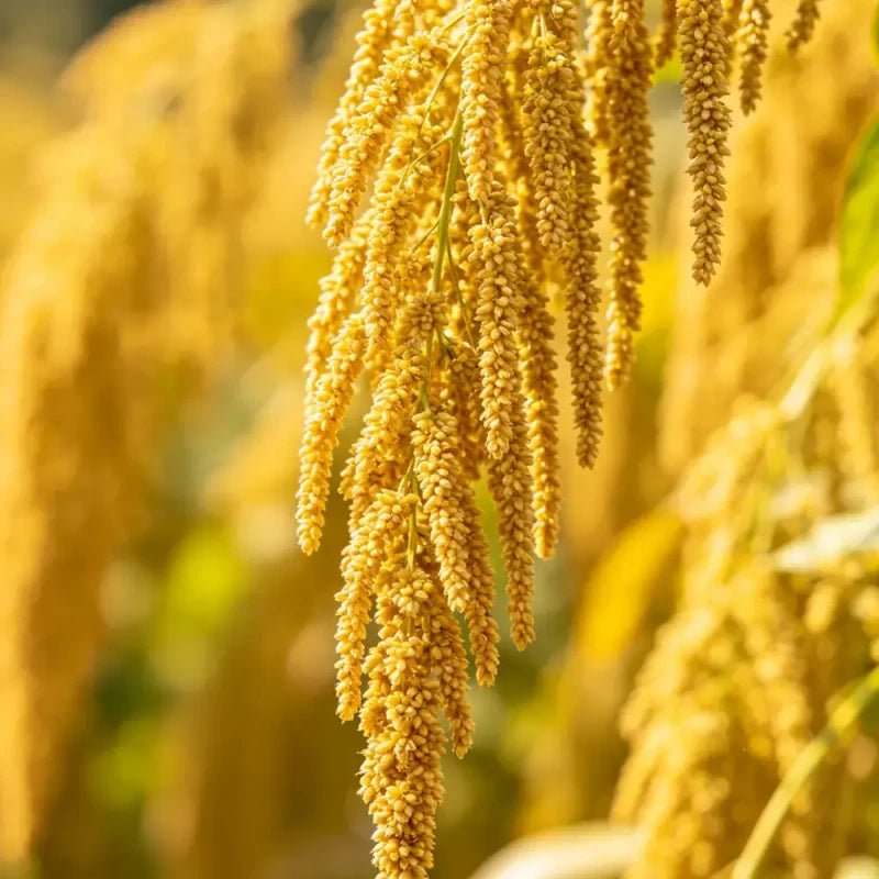 Yellow Whip Love Lies Bleeding Seeds - Verdseeds